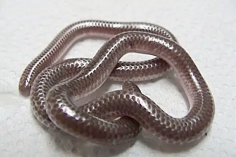 Texas Blind Snake