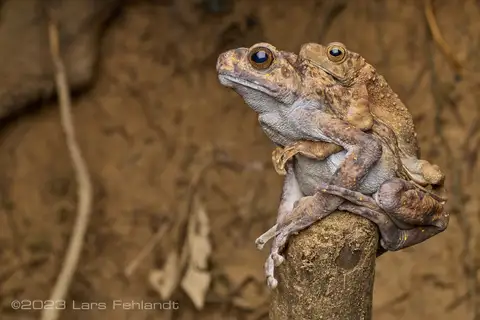 Asian Yellow-spotted Climbing Toad