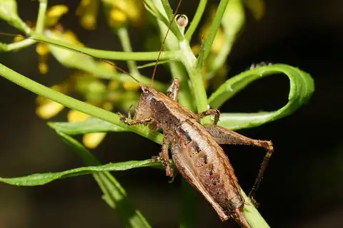 Common Eastern Requena