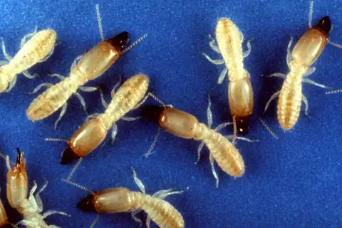 Eastern Subterranean Termite