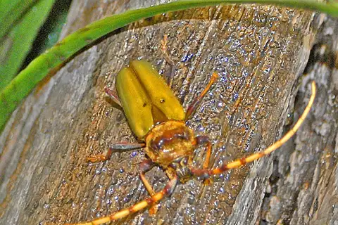 Retrachydes thoracicus