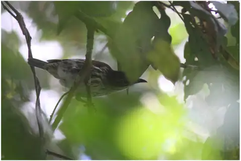 Stripe-breasted Rhabdornis