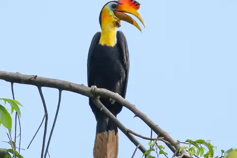 Wrinkled Hornbill