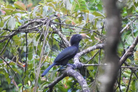 Sulawesi Hornbill