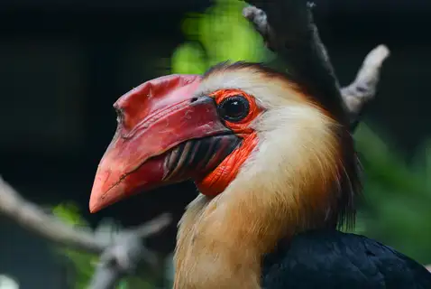 Writhed Hornbill
