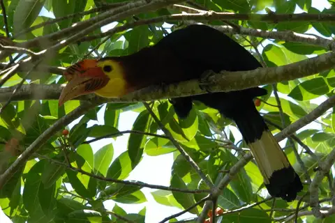 Walden's Hornbill
