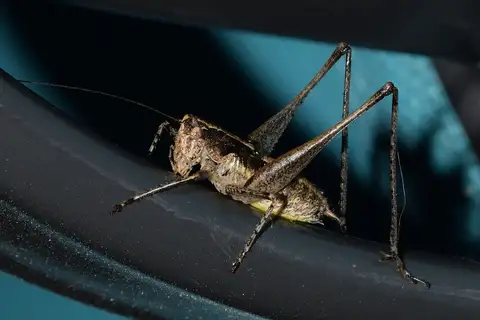 Mediterranean Bush-cricket