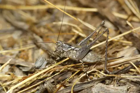 Speckled Sardinian Bush-cricket