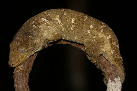 New Caledonian Giant Gecko