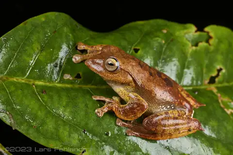 Balu Flying Frog