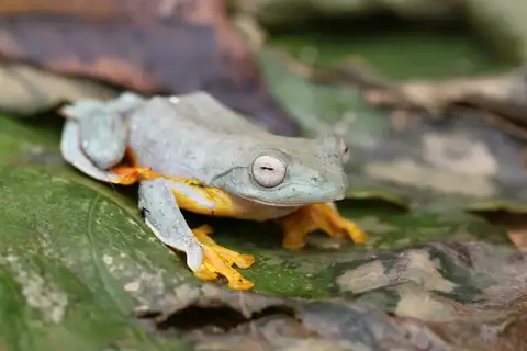 Twin-spotted Flying Frog