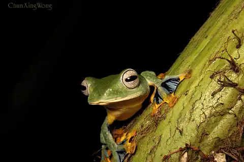 Borneo Flying Frog