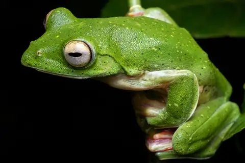 Malabar Gliding Frog