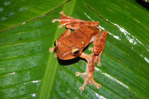 Java Flying Frog