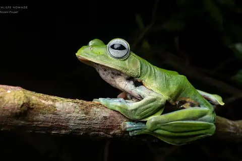 Norhayati's Flying Frog