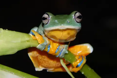 Reinwardt's Flying Frog