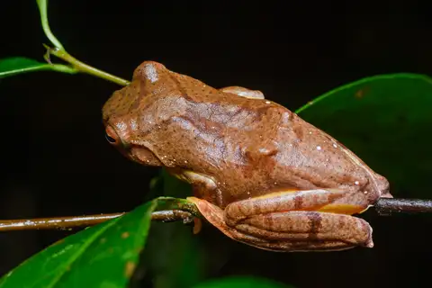 Red-webbed Treefrog