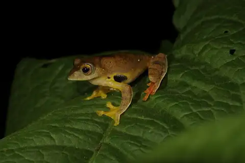 Rhacophorus subansiriensis