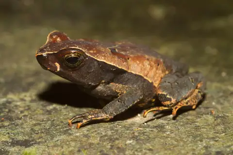 Leaf Litter Toad