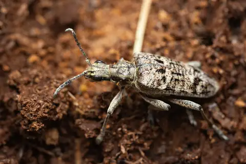 Ribbed Pine Borer
