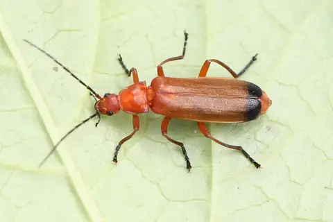 Common Red Soldier Beetle