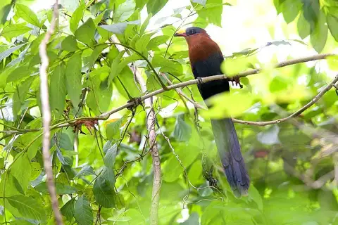 Yellow-billed Malkoha