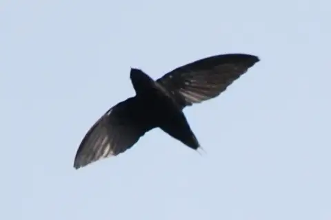 Silver-rumped Spinetail