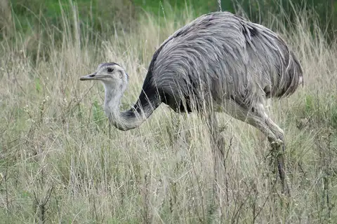 Greater Rhea