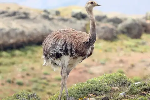 Lesser Rhea