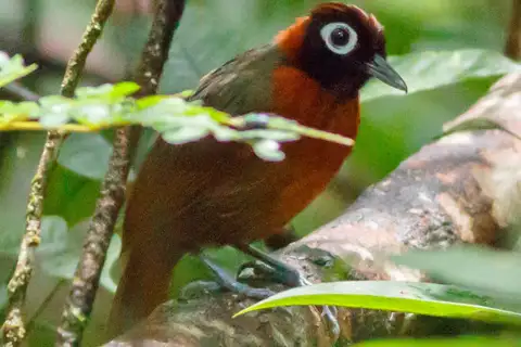 Chestnut-crested Antbird
