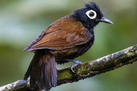 Bare-eyed Antbird
