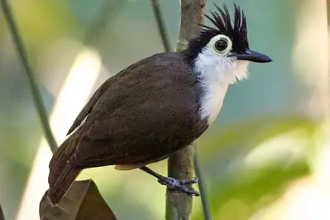 White-breasted Antbird