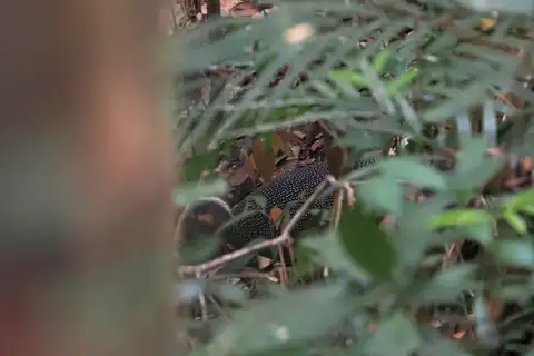 Malayan Crested Argus