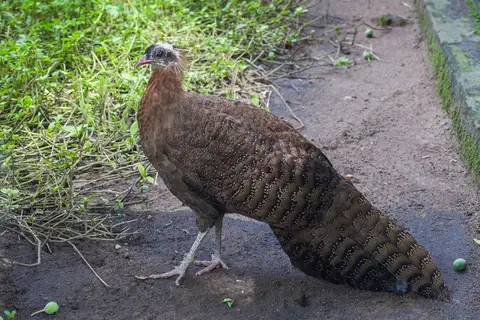 Vietnamese Crested Argus
