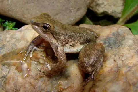 Palm Rocket Frog