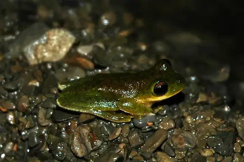 Small-eared Tree Frog