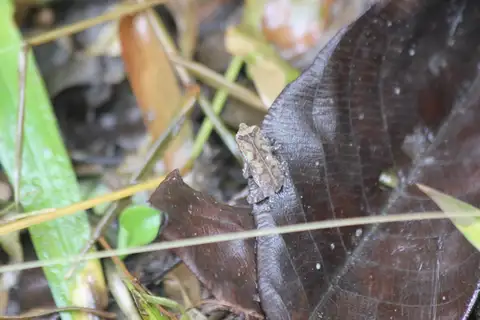 Sharp-nosed Forest Toad