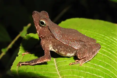 Forest Toad