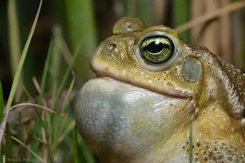 Argentine Toad