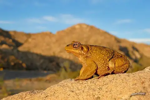 Atacama Toad