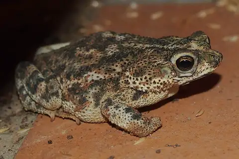 Beebe's Toad