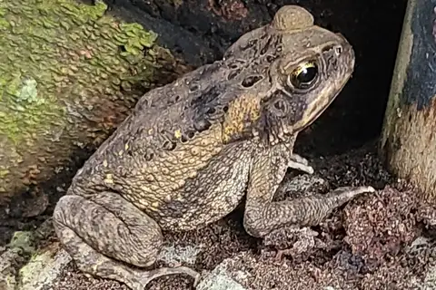 Beautiful Cane Toad