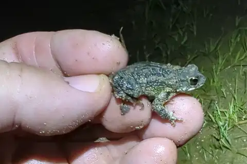 Panamanian Granular Toad