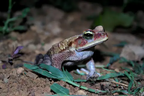 Striped Toad