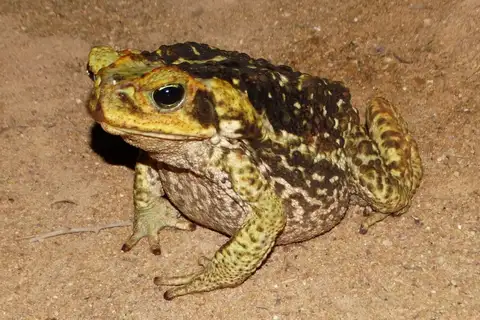 Cururu Toad