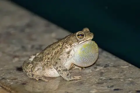 granular toad