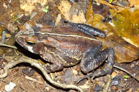 São Bento Toad