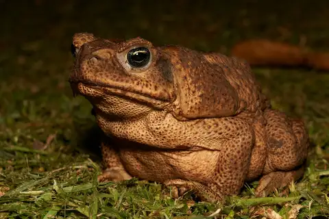 Giant Toad