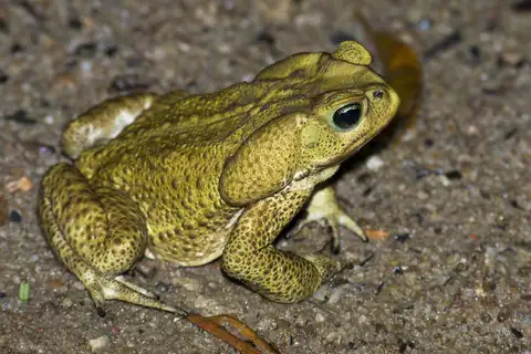 Yellow Cururu Toad