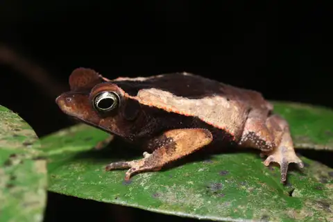 Rhinella lescurei